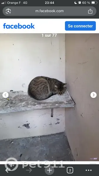 Chatte tigrée perdue à Étréchy - photo