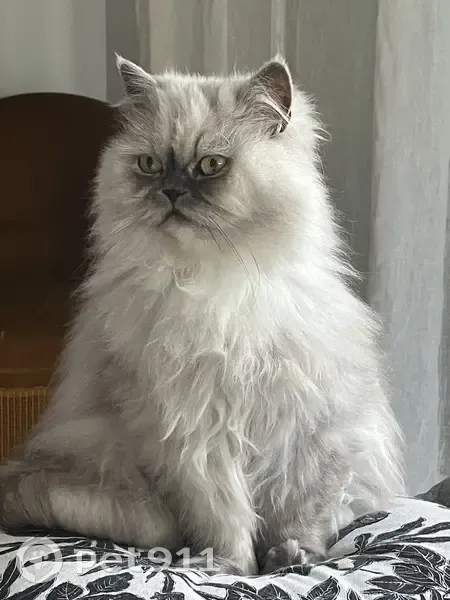 Chatte Persane perdue à Amiens - photo