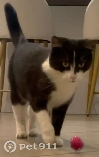 Chatte perdue noire et blanche à Chavanoz - photo