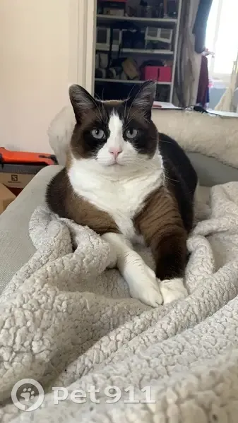 Chat perdu avec AirTag à Hautecourt-Romanèche - photo