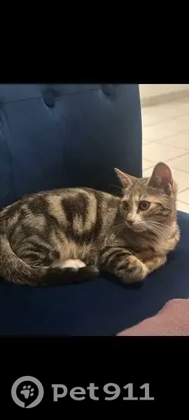 Chatte tigrée perdue à Bron - photo