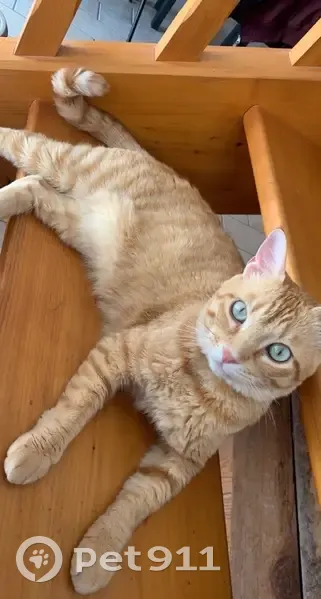 Chat mâle perdu, craintif et câlin. - photo