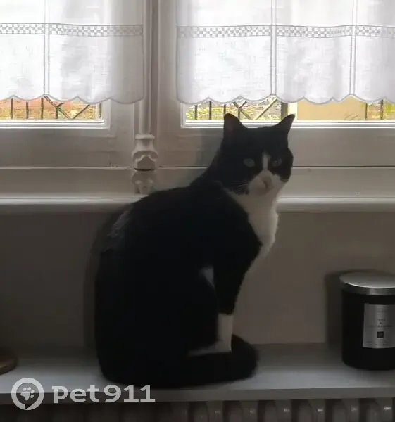 Chatte perdue à Amiens : Nala, 3 ans - photo