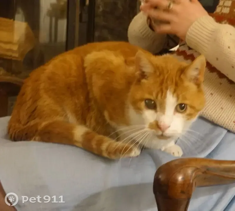 Perdu : Jojo, vieux chat roux borgne - photo