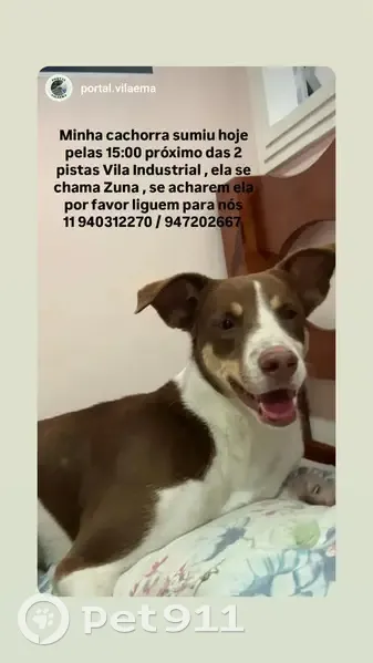 Cachorro perdido Fêmea (brl000870) - photo
