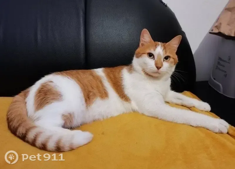 Chat roux et blanc perdu à Houdain - photo