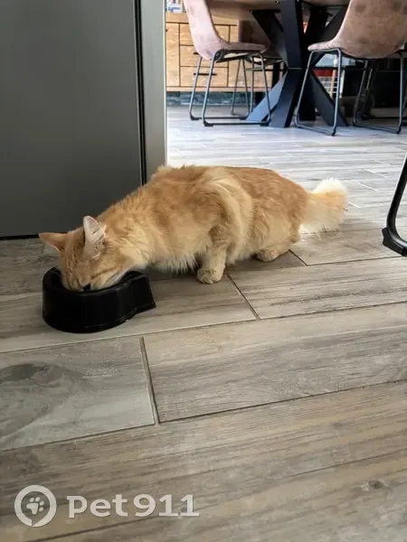 Chat trouvé : maigre et craintif, mais doux - photo