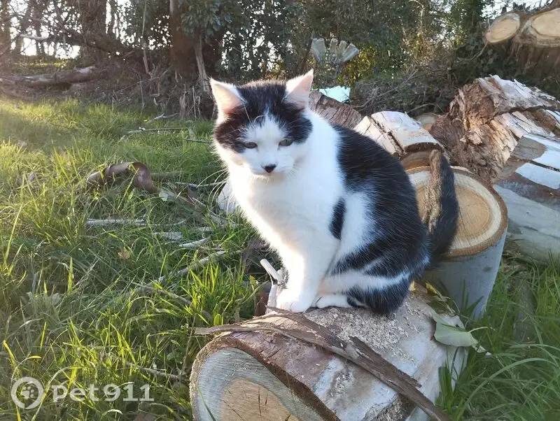 Chat perdu noir et blanc, apeuré, Tréduder - photo