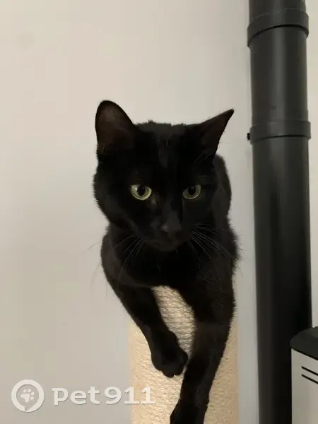Chatte noire Isis perdue à Étampes - photo