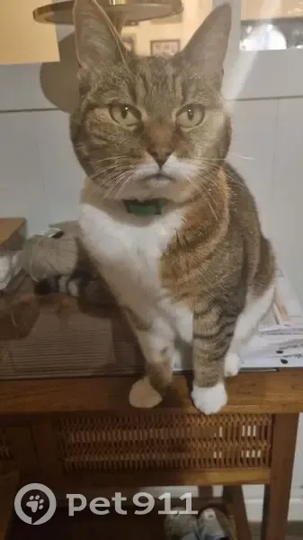 Chatte tigrée perdue, chaussettes blanches - photo