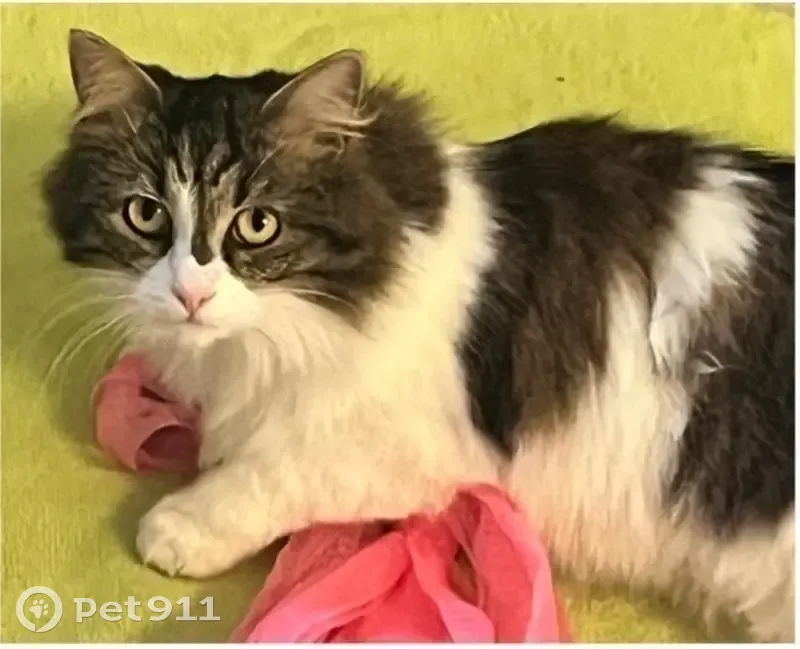 Chatte 2 ans perdue à Salouël, tabby brun - photo