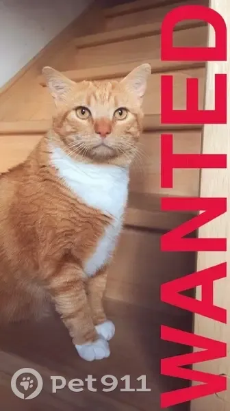 Chat perdue Mimi, sociable et craintif - photo