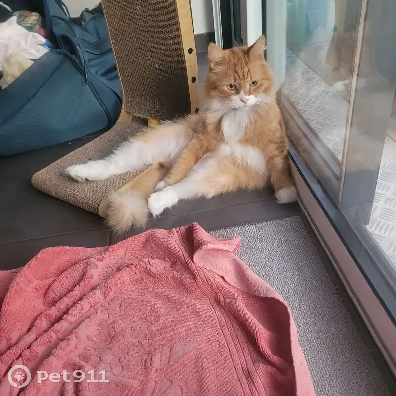Chat roux perdu, rue de la Tanche, Strasbourg - photo
