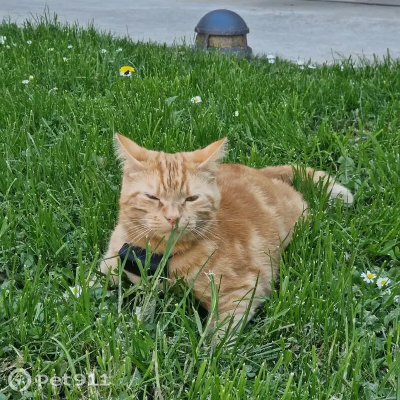 Chat roux tigré 2 ans perdu à Bagnolet - photo