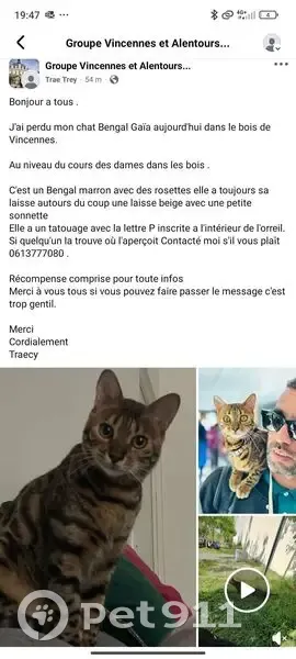 Chat Bengal perdu à Paris : tatouage 