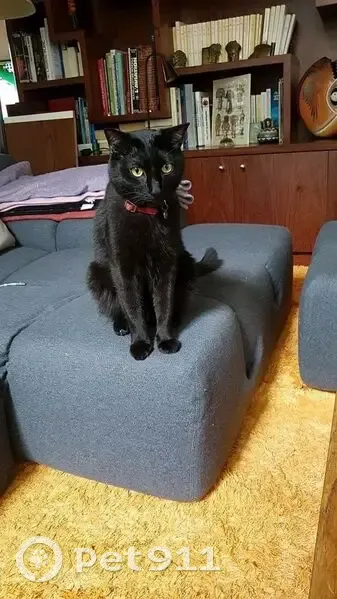 Chat noir perdu, collier rouge, Montreuil - photo