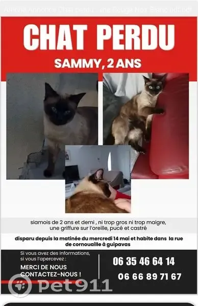Siamois 2 ans perdu, Rue de Cornouaille - photo
