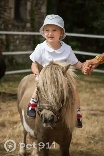 Poney Shetland volé en Normandie, aide ! - photo
