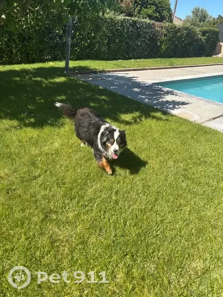 Chien trouvé Chemin de la Garriguette - photo