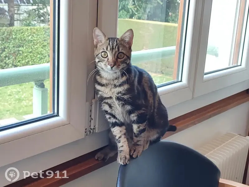 Chat tigré 10 mois perdu à Annemasse - photo