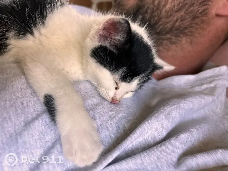 Chat noir et blanc trouvé à Villechenève - photo