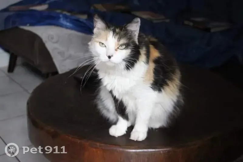 Chatte tricolore 11 ans perdue à Mainxe - photo