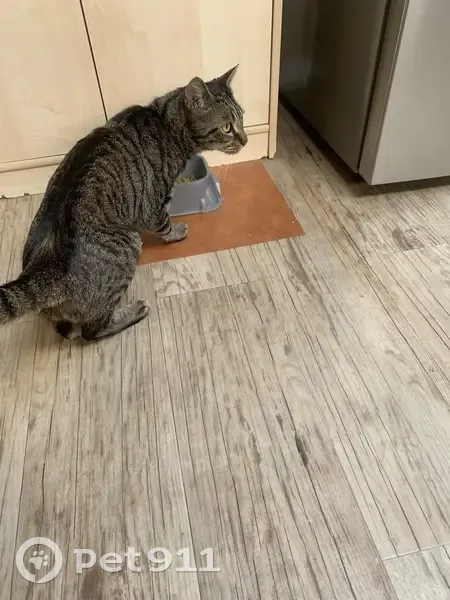 Chatte tigrée câline trouvée à Wattrelos - photo