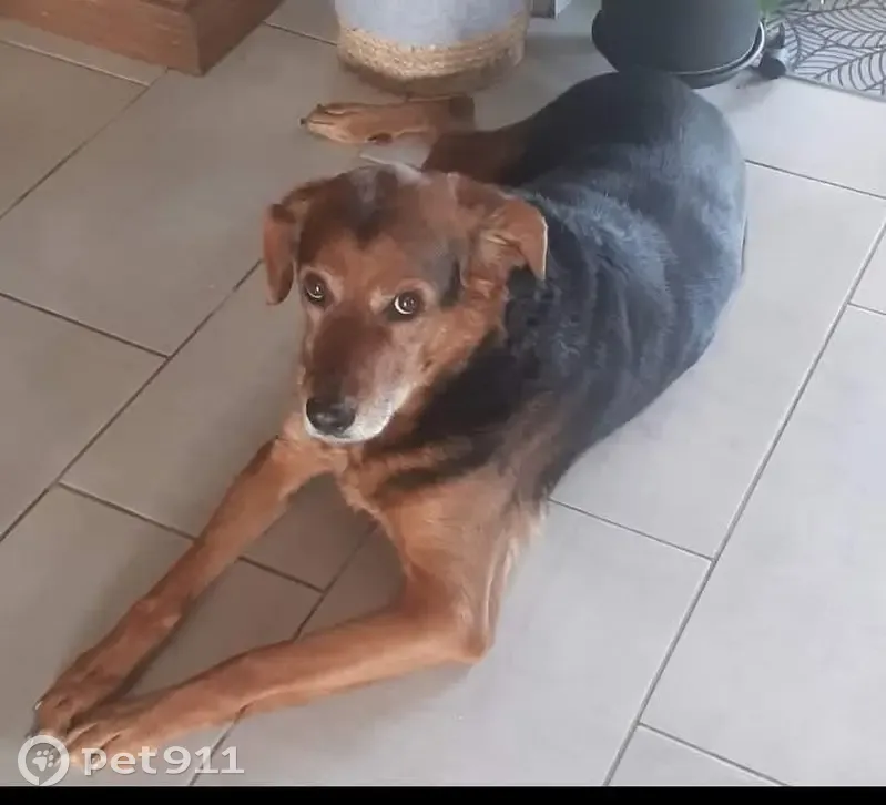 Chien croisé perdu à Douzains - photo