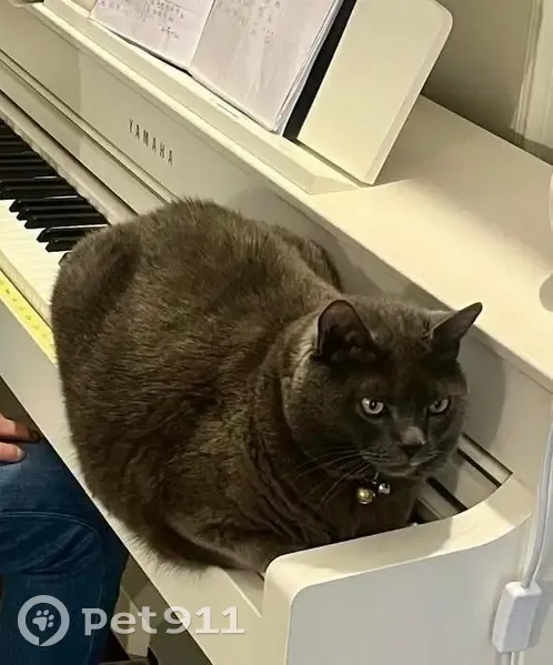 Chat perdu : Macaron, chartreux de 8 ans - photo