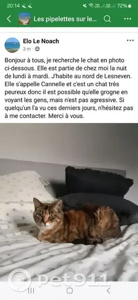 Cannelle, chatte 16 ans perdue à Lesneven - photo