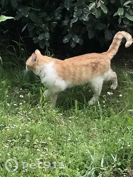 Chat roux et blanc trouvé à Blagnac - photo