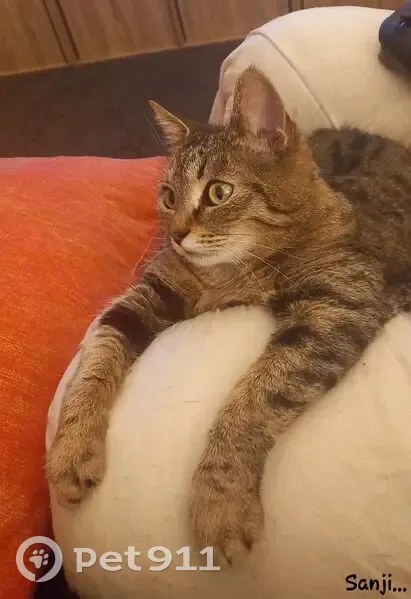 Chatte tigrée grise perdue à Laval - photo
