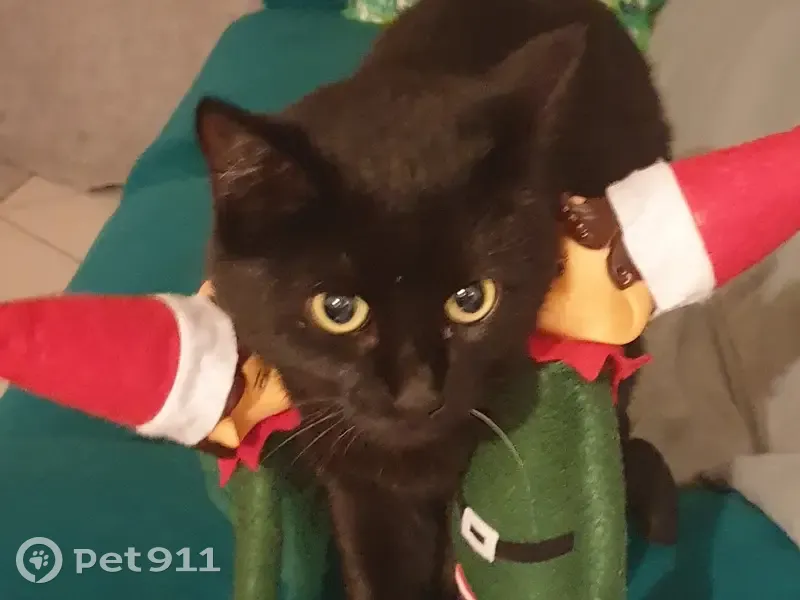 Chatte noire perdue, sociable, Frénouville - photo