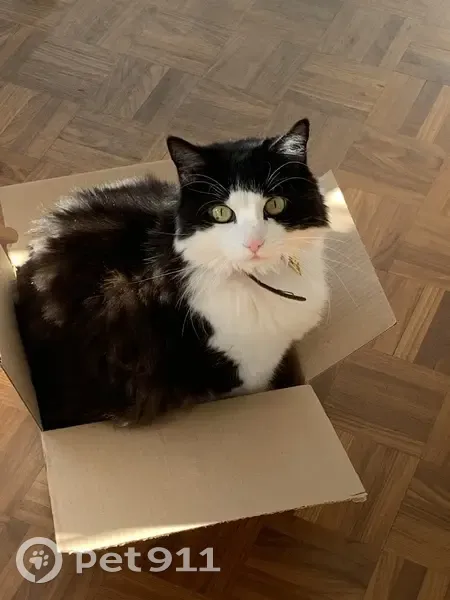 Chat mâle 15 ans perdu à Luynes - photo