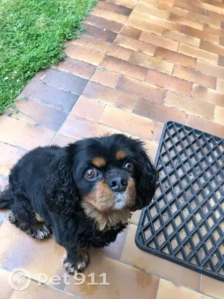 Chien Cavalier King Charles perdu Saint-Georges - photo