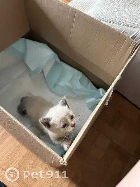 Chaton trouvé seul près du Super U Puteaux - photo