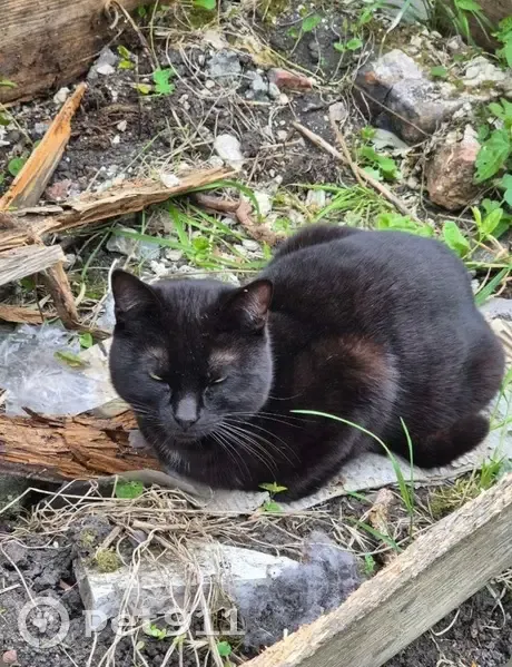 Chat trouvé : visite quotidienne à Douai - photo