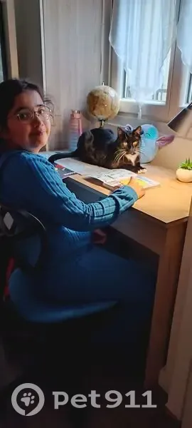 Chat perdu à Montreuil, contactez Tom - photo
