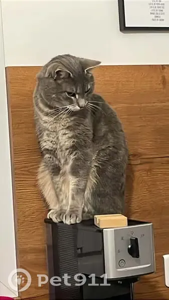 Chat perdu avec collier orange à Parmain - photo