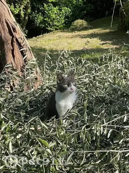 Chatte Gaïa perdue à Grasse, secteur St Jacques - photo
