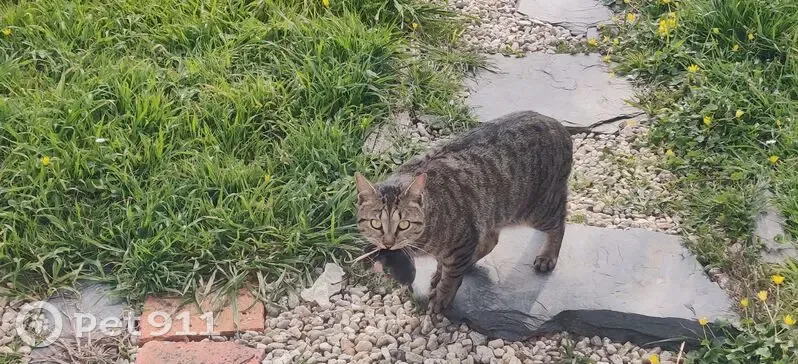 Chat perdu à Loire-Authion : Edgar - photo