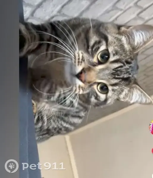 Chat tigré perdu, 9 mois, Bègles - photo