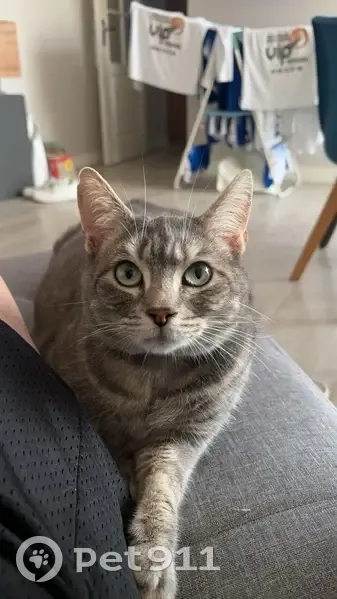 Chatte grise perdue, collier bleu, Romillé - photo