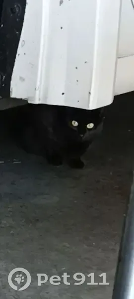 Petite chatte noire perdue à Brest - photo