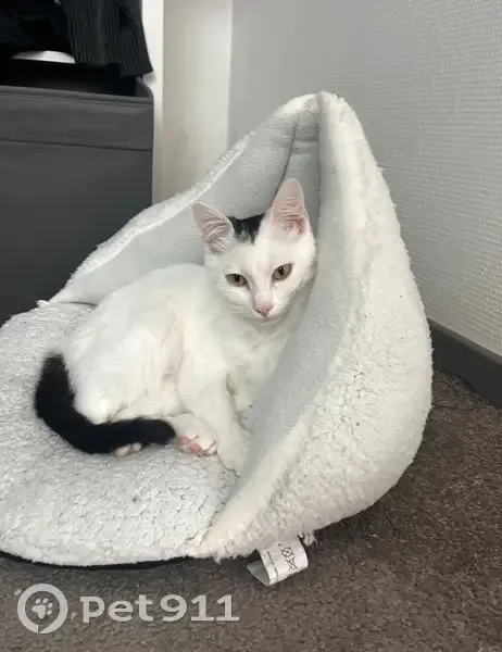 Chat perdu : Haku, blanc avec tâches noires - photo