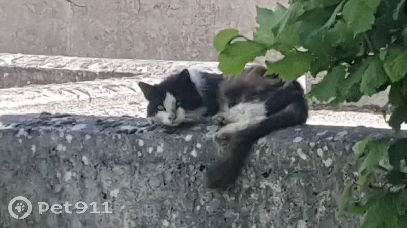 Chat tricolore blessé Chemin de la Plaine - photo