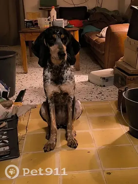 Chienne perdue à Lauris, craintive et gentille - photo