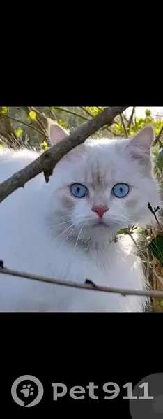 Chat blanc aux yeux bleus perdu à Loperhet - photo