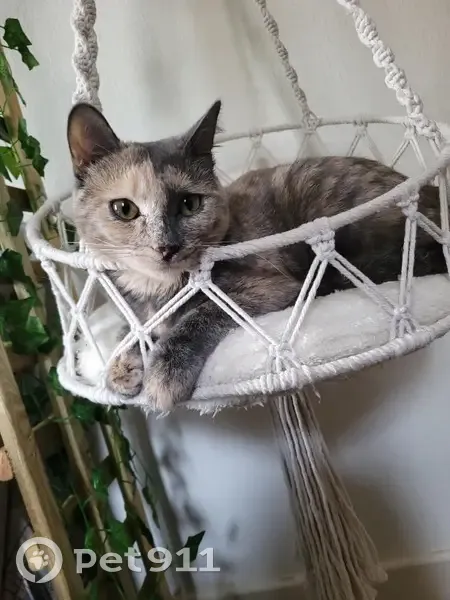 Chatte écaille perdue, 1 an, Clermont-Fd - photo