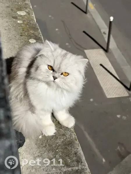 Chatte persane grise perdue, Rue de Capri - photo
